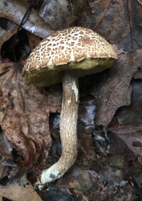 Leccinum rugosiceps image