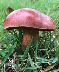 Image of Rubroboletus dupainii