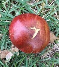Rubroboletus dupainii image