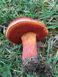 Rubroboletus dupainii image
