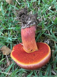 Rubroboletus dupainii image