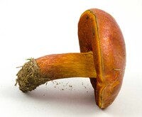 Rubroboletus dupainii image