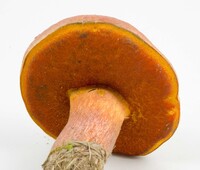 Rubroboletus dupainii image
