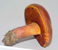Rubroboletus dupainii image