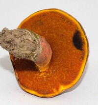 Rubroboletus dupainii image