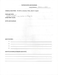Rubroboletus dupainii image