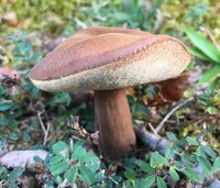 Tylopilus badiceps image