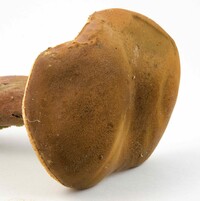 Tylopilus badiceps image