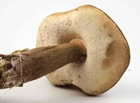 Tylopilus badiceps image