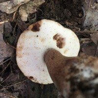 Tylopilus badiceps image