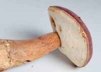 Tylopilus badiceps image