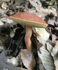 Xanthoconium purpureum image