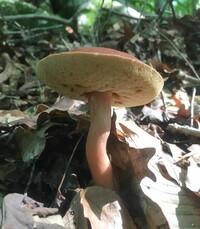 Xanthoconium purpureum image