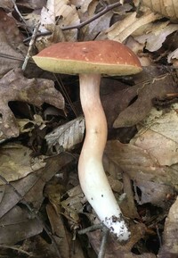 Xanthoconium purpureum image