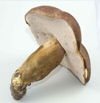 Tylopilus rubrobrunneus image