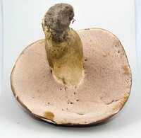 Tylopilus rubrobrunneus image