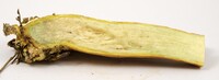 Pulchroboletus sclerotiorum image