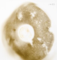 Pulchroboletus sclerotiorum image