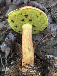Pulchroboletus sclerotiorum image