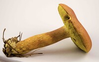 Pulchroboletus sclerotiorum image