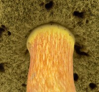 Pulchroboletus sclerotiorum image