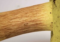 Pulchroboletus sclerotiorum image