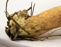 Pulchroboletus sclerotiorum image