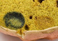 Pulchroboletus sclerotiorum image