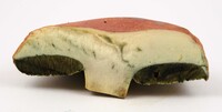 Pulchroboletus sclerotiorum image