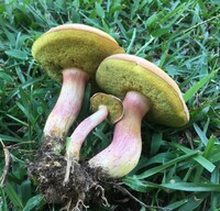 Boletus patrioticus image