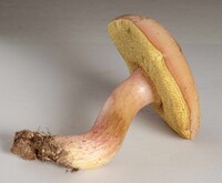 Boletus patrioticus image