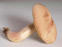 Boletus patrioticus image