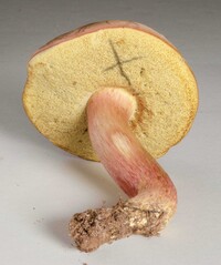 Boletus patrioticus image