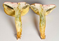 Boletus patrioticus image