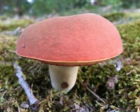 Image of Boletus subluridellus