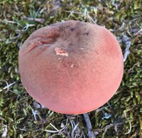 Boletus subluridellus image