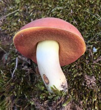 Boletus subluridellus image