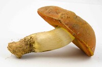 Boletus subluridellus image