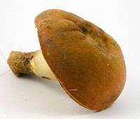 Boletus subluridellus image