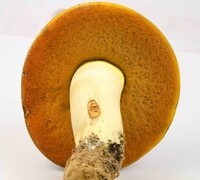 Boletus subluridellus image