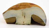 Boletus subluridellus image