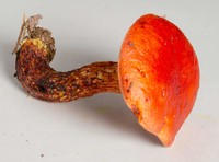 Butyriboletus frostii image