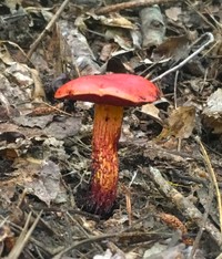 Butyriboletus frostii image