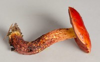 Butyriboletus frostii image