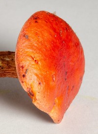 Butyriboletus frostii image