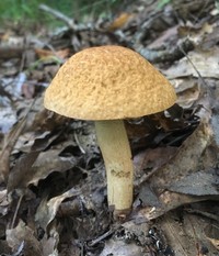 Leccinum rugosiceps image