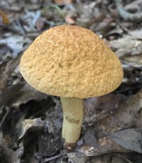 Leccinum rugosiceps image