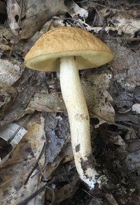 Leccinum rugosiceps image