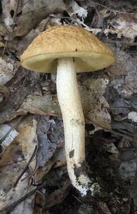 Leccinum rugosiceps image