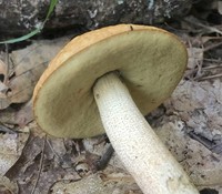 Leccinum rugosiceps image